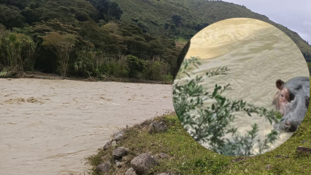 Esto dice la autoridad de protección ambiental sobre la foto viral y esta supuesta grabación en la zona

 – Ojo critico