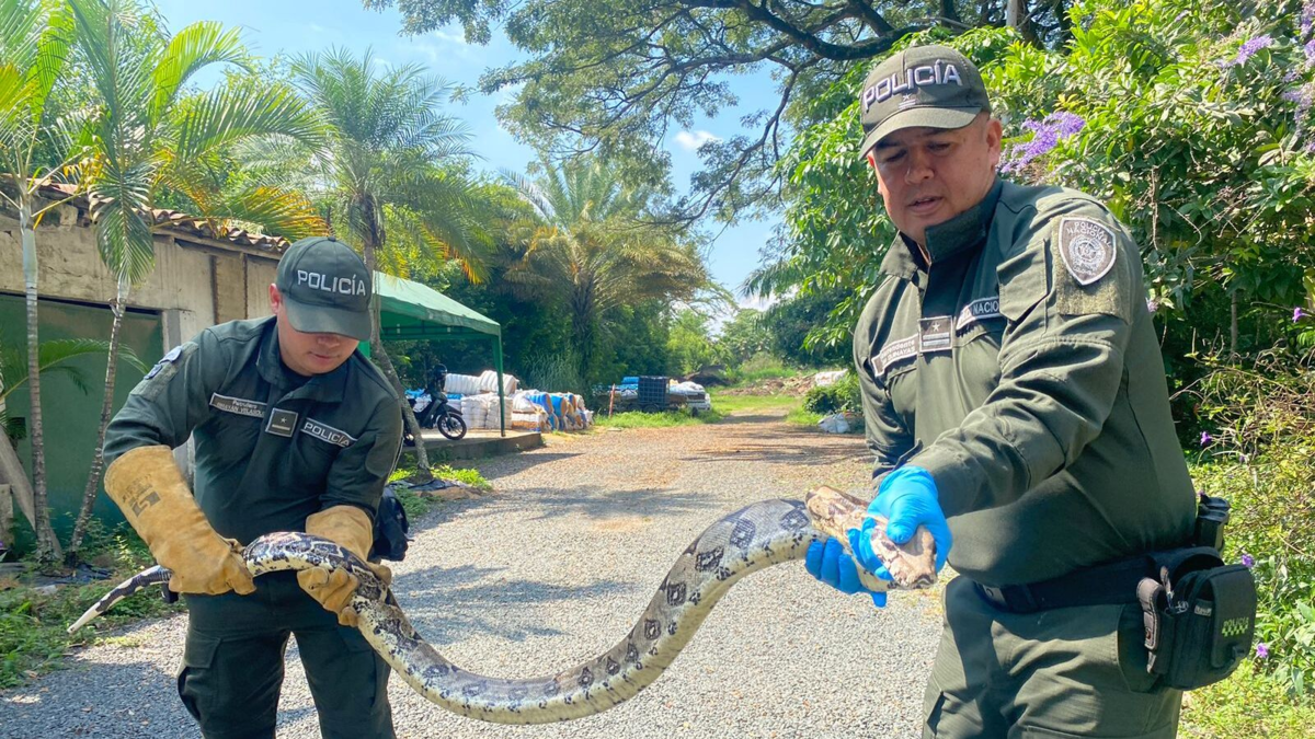 Pelos de punta: Así vivieron vecinos del sur de Cali la invasión de su barrio por dos boas constrictoras

 – Ojo critico