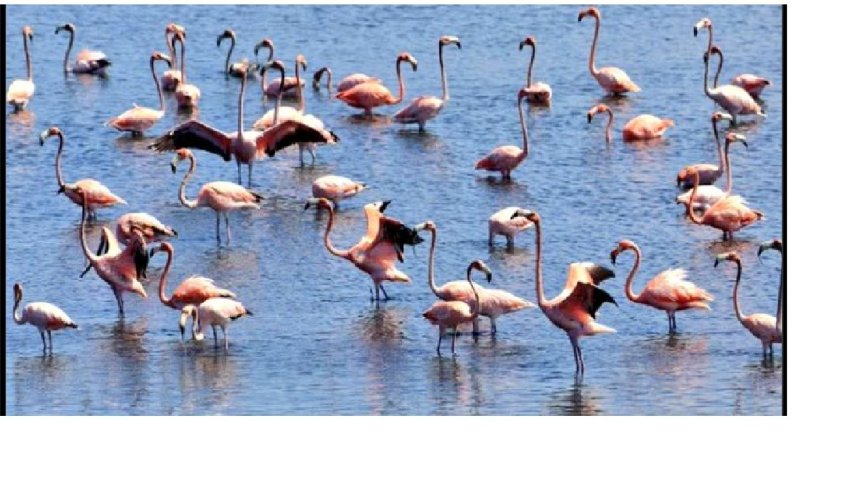 Avistamiento de flamencos rosados ​​en Ciénaga de la Virgen de Cartagena trae esperanza a un embalse devastado, ayer despensa de un pescador

 – Ojo critico