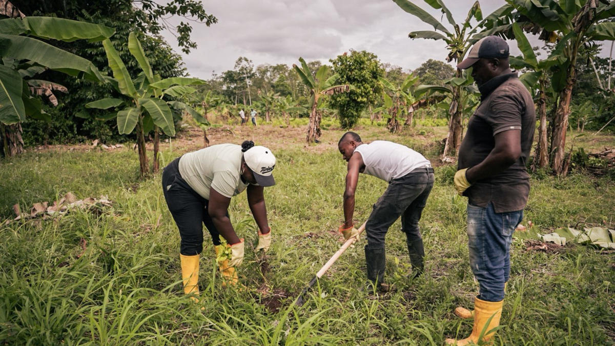 Comunidades campesinas de Tumaco intercambian hectáreas de coca por hileras de alimentos y cultivos legales

 – Ojo critico