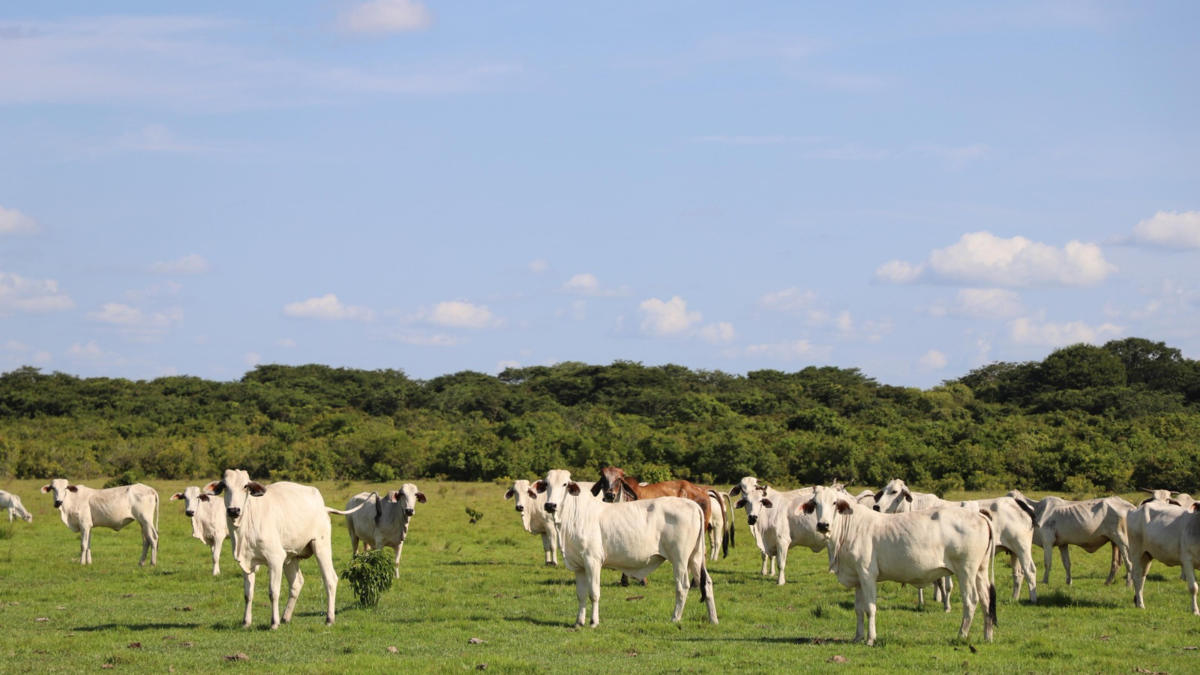 60 explotaciones ya están cambiando su modelo productivo y pretenden transformar 800.000 hectáreas

 – Ojo critico