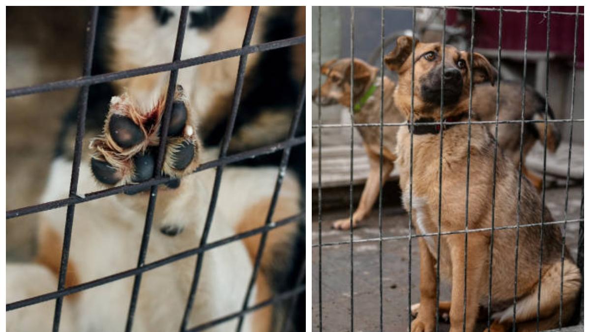 Alerta por intoxicación masiva de mascotas en Montenegro, Quindío

 – Ojo critico