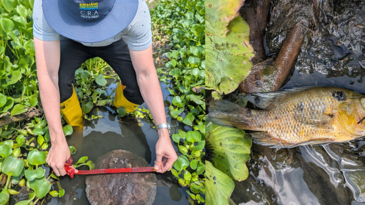 Atribuyen este fenómeno al desprendimiento de agua y al bajo contenido de oxígeno en el agua.

 – Ojo critico