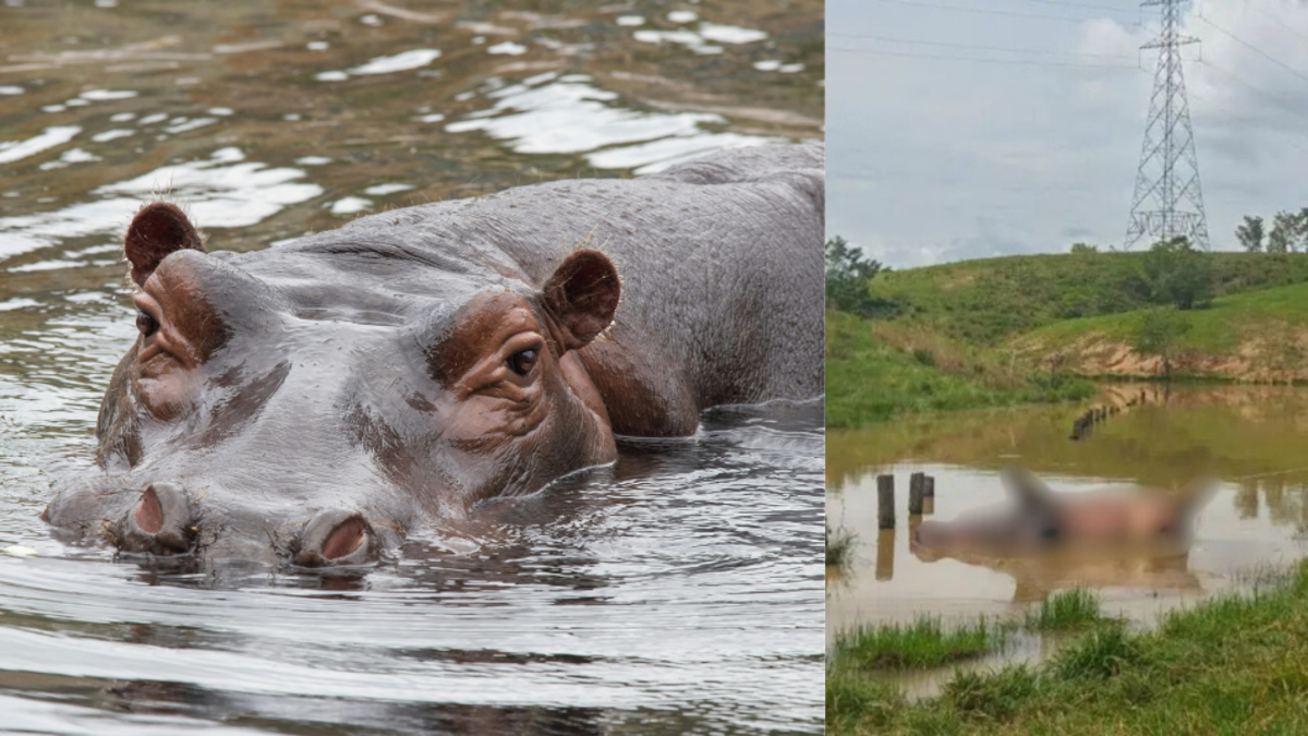 Las autoridades han confirmado el avistamiento de un hipopótamo en Barrancabermeja. Esta es la segunda vez que se ve esta especie.

 – Ojo critico