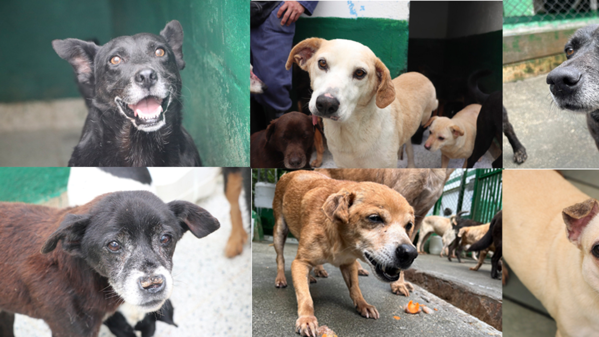 Medellín hace todo lo posible para que ningún animal «viejo» de La Perla se quede atrás

 – Ojo critico