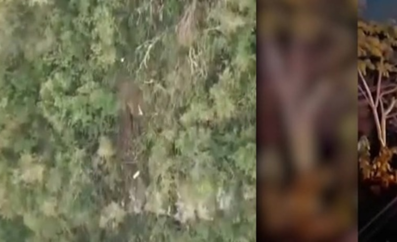 Producto de la tragedia falleció el conductor de 20 años.

 – Ojo critico