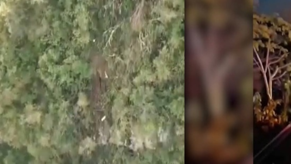 Producto de la tragedia falleció el conductor de 20 años.

 – Ojo critico