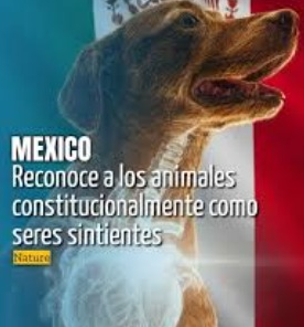 El Congreso mexicano impulsa la Iniciativa Nacional de Bienestar Animal

 – Ojo critico