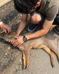 Los incendios forestales en Chile están dañando la vida silvestre y activando los esfuerzos de rescate

 – Ojo critico