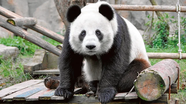 El panda gigante ya no está en peligro de extinción, pero sigue siendo vulnerable

 – Ojo critico