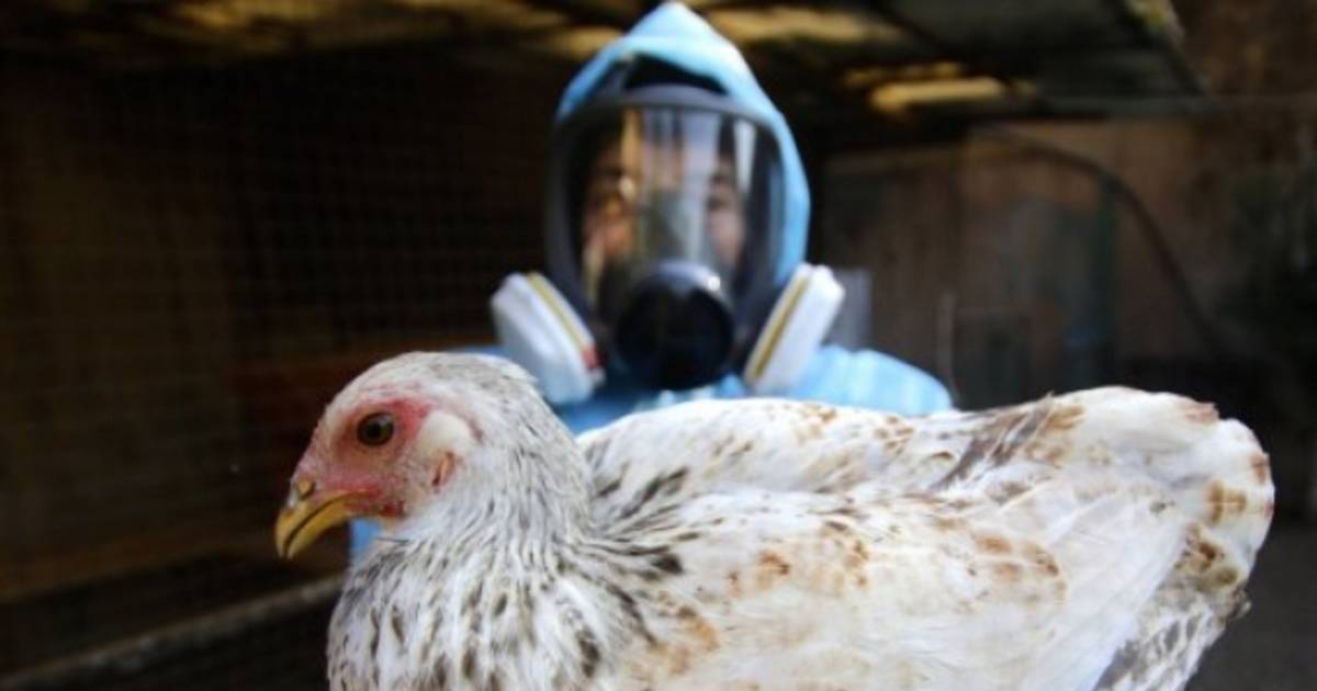 Casos de H5N1 confirmados en elefantes marinos y activada vigilancia epidemiológica

 – Ojo critico