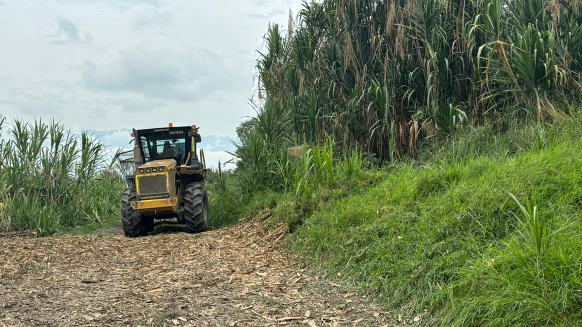 Grupos armados, allanamiento de 5.000 hectáreas de caña de azúcar, extorsiones, crisis económica y lluvias afectan a los azucareros: un llamado al gobierno

 – Ojo critico
