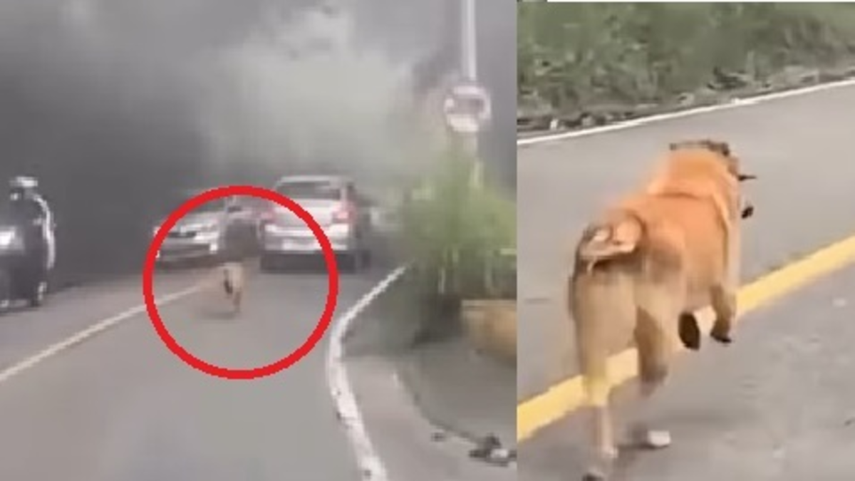 un perro corre varios kilómetros detrás de un auto en Los Santos, esta es una historia real de una denuncia por abandono de animales, sucedió

 – Ojo critico