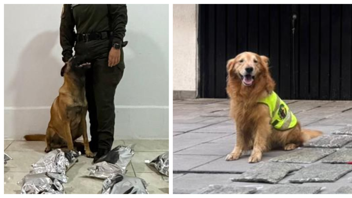 Los caninos de «Toro» y «Tino» permitieron la incautación de 127 kilogramos de marihuana, que iba a ser enviada en cargamento desde Yumbo

 – Ojo critico