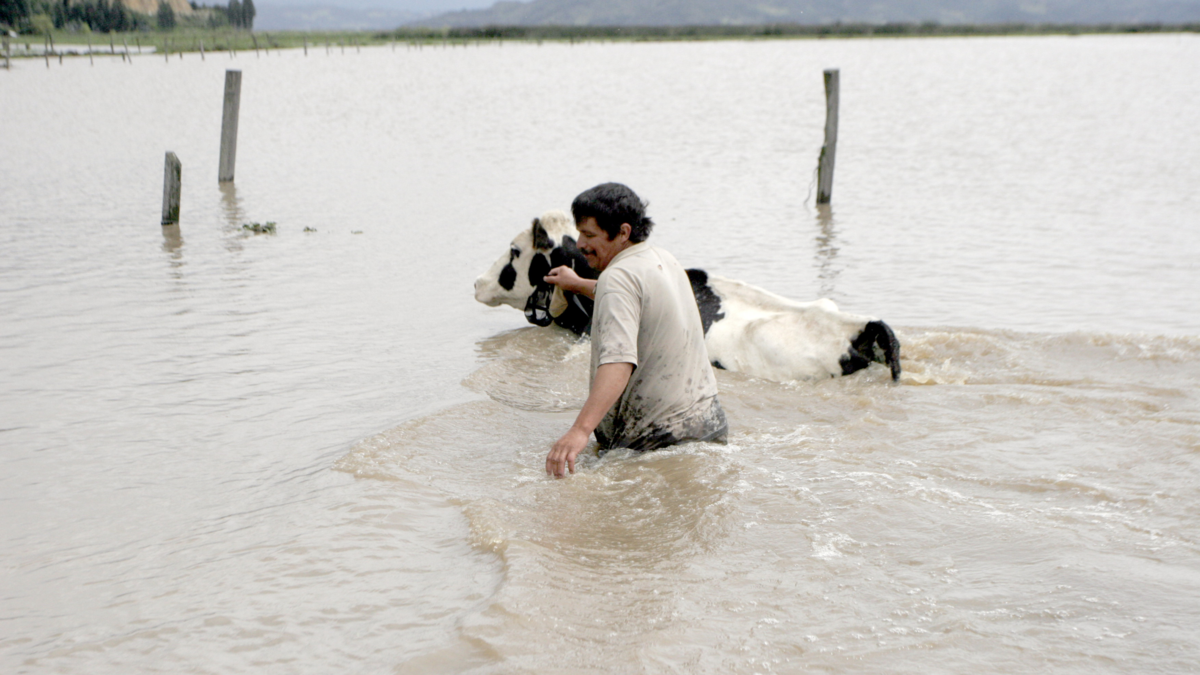 UNGRD dona 11 toneladas de ayuda a animales victimizados por el invierno en Córdoba

 – Ojo critico
