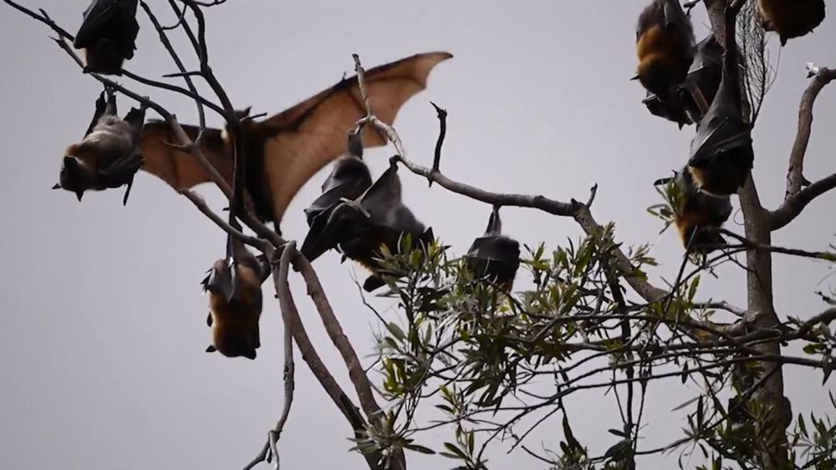 Alertan en el Valle del Cauca por comportamiento anormal de murciélagos por posible rabia

 – Ojo critico