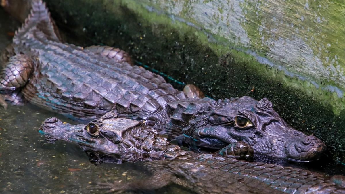 Así se desarrolla la operación silenciosa que trae de vuelta al Pacífico lo que Cali adoptó por error

 – Ojo critico