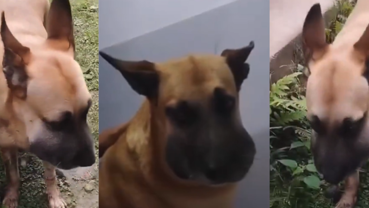 Un perro mordido por una serpiente en Ibagué recibió ayuda veterinaria tras un llamado urgente de la ciudadanía a través de las redes sociales

 – Ojo critico