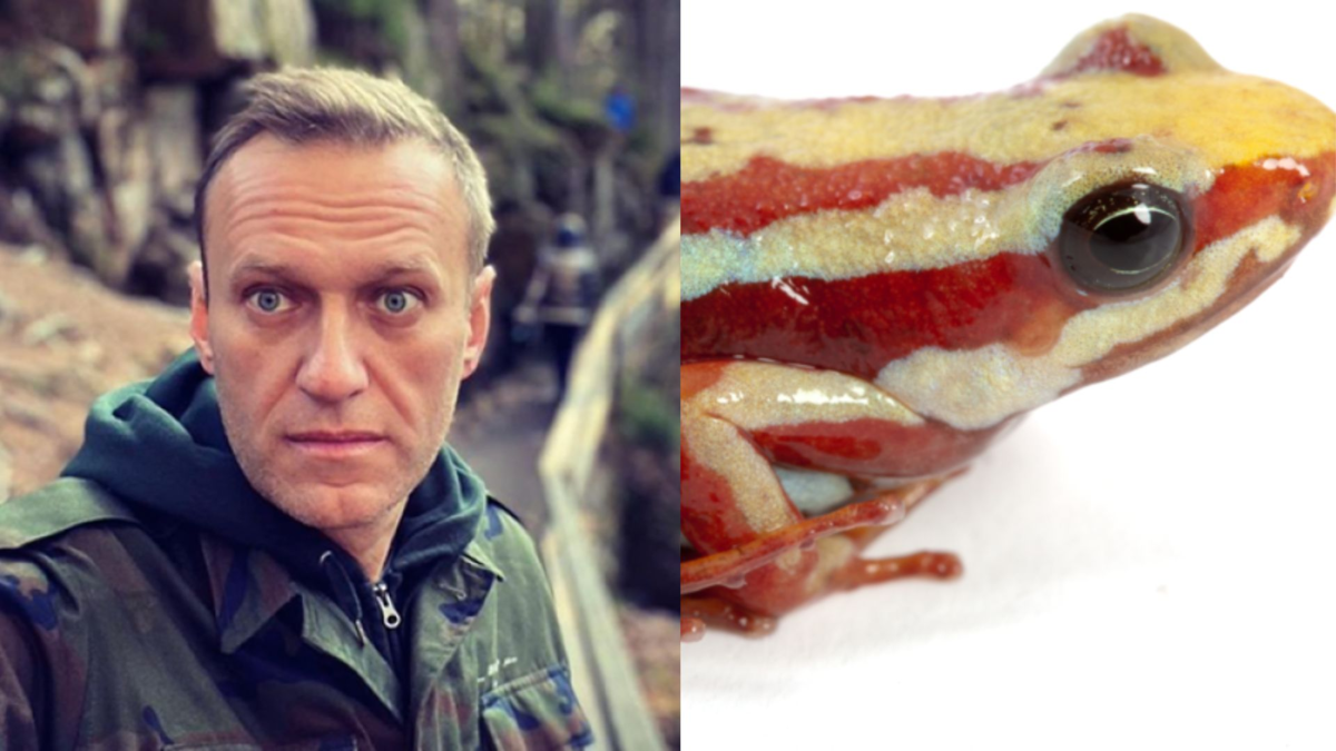 Se trata de una rana venenosa que vive entre Colombia y Ecuador, a la que en Rusia le quitarían una toxina que la mataría

 – Ojo critico