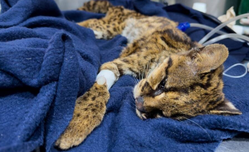 Tenía desnutrición severa, anemia y dientes rotos.

 – Ojo critico