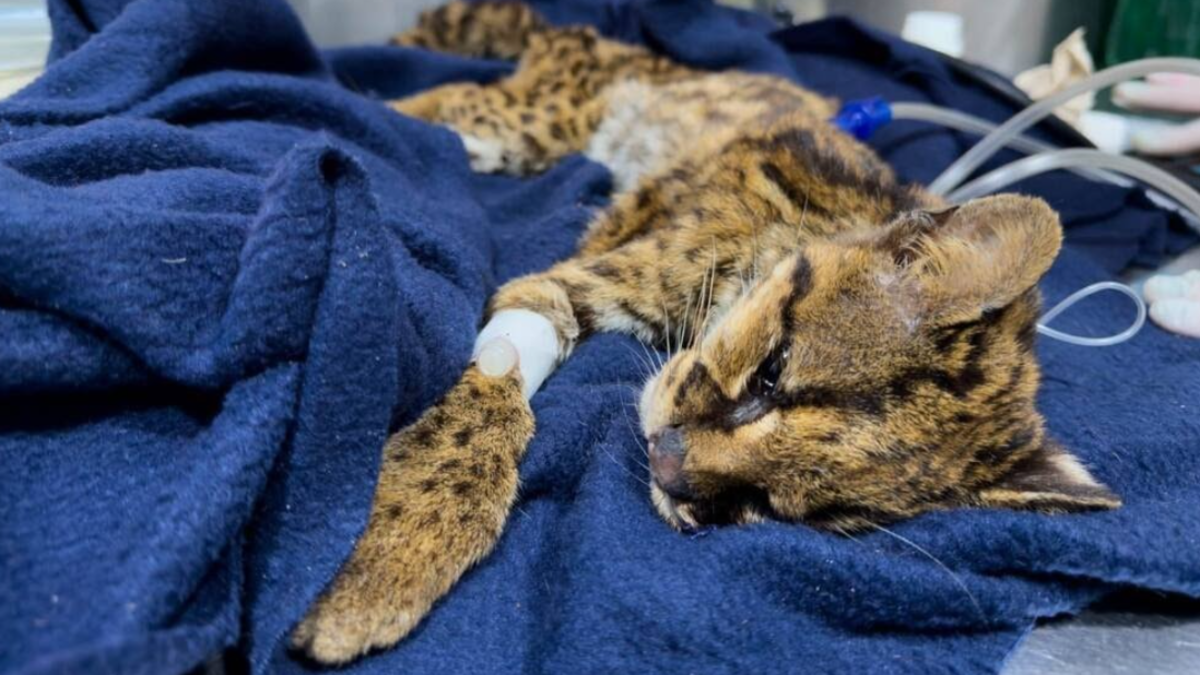 Tenía desnutrición severa, anemia y dientes rotos.

 – Ojo critico