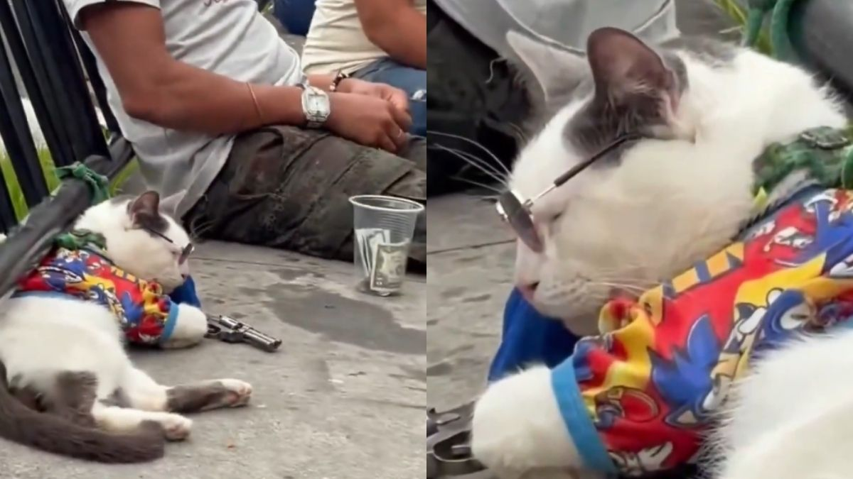 Indignación en Medellín por gato aparentemente bajo efectos de sedantes que usaba mientras pedía direcciones a turistas en la Comuna 13: ‘Completamente inmovilizado’

 – Ojo critico