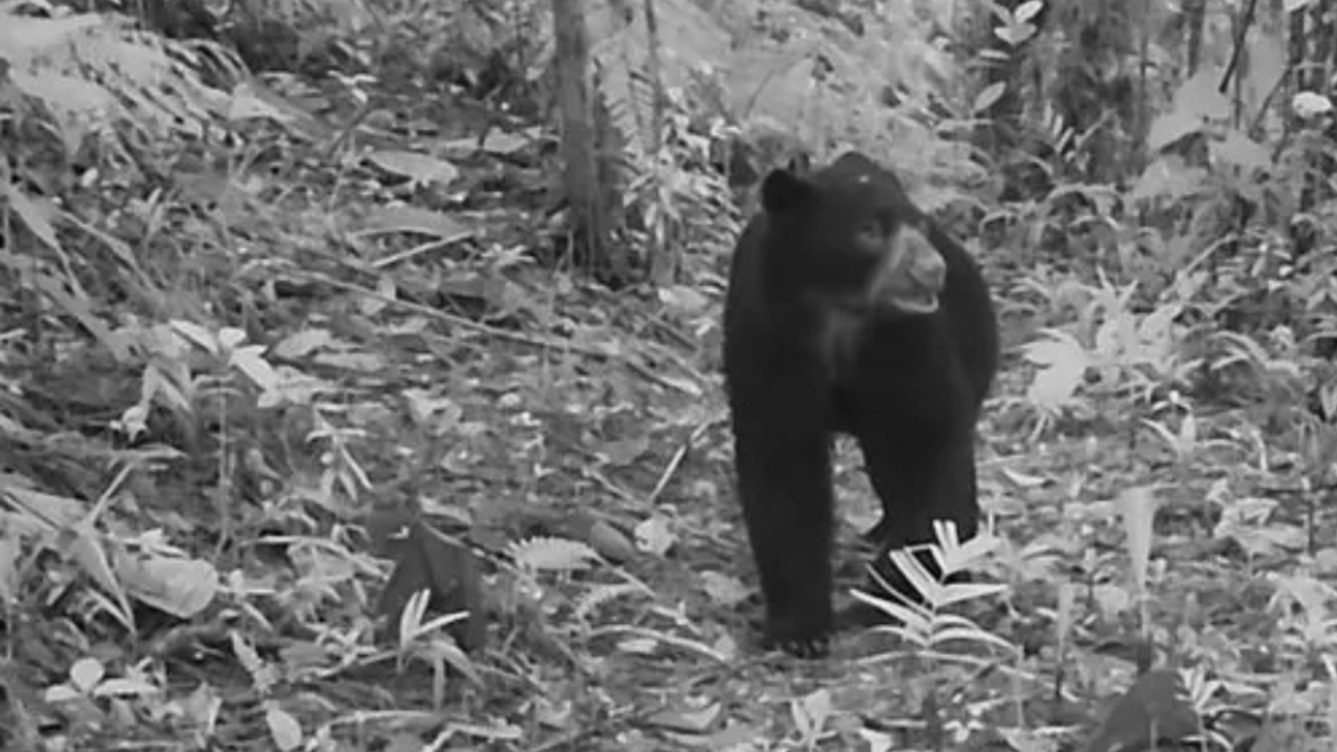 «El jardinero forestal se suma a la labor de recuperación de su territorio»

 – Ojo critico