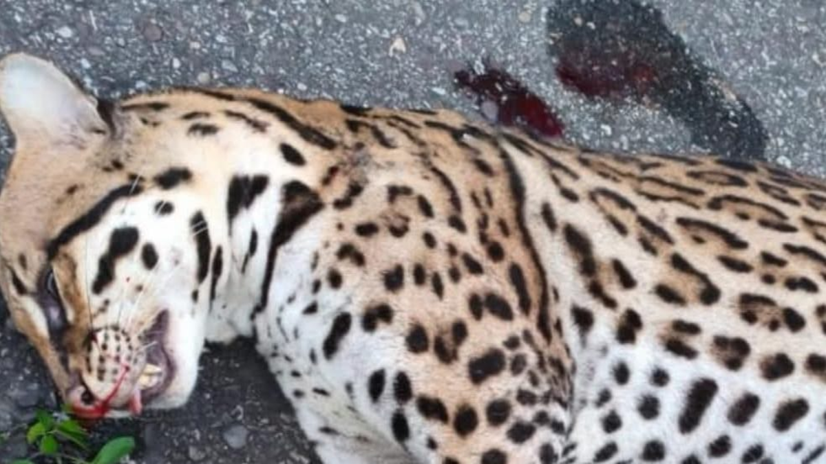 Alarma en Barrancabermeja por muerte de ocelotes, ya han fallecido cinco personas este año y varias de ellas fueron atropelladas por conductores

 – Ojo critico