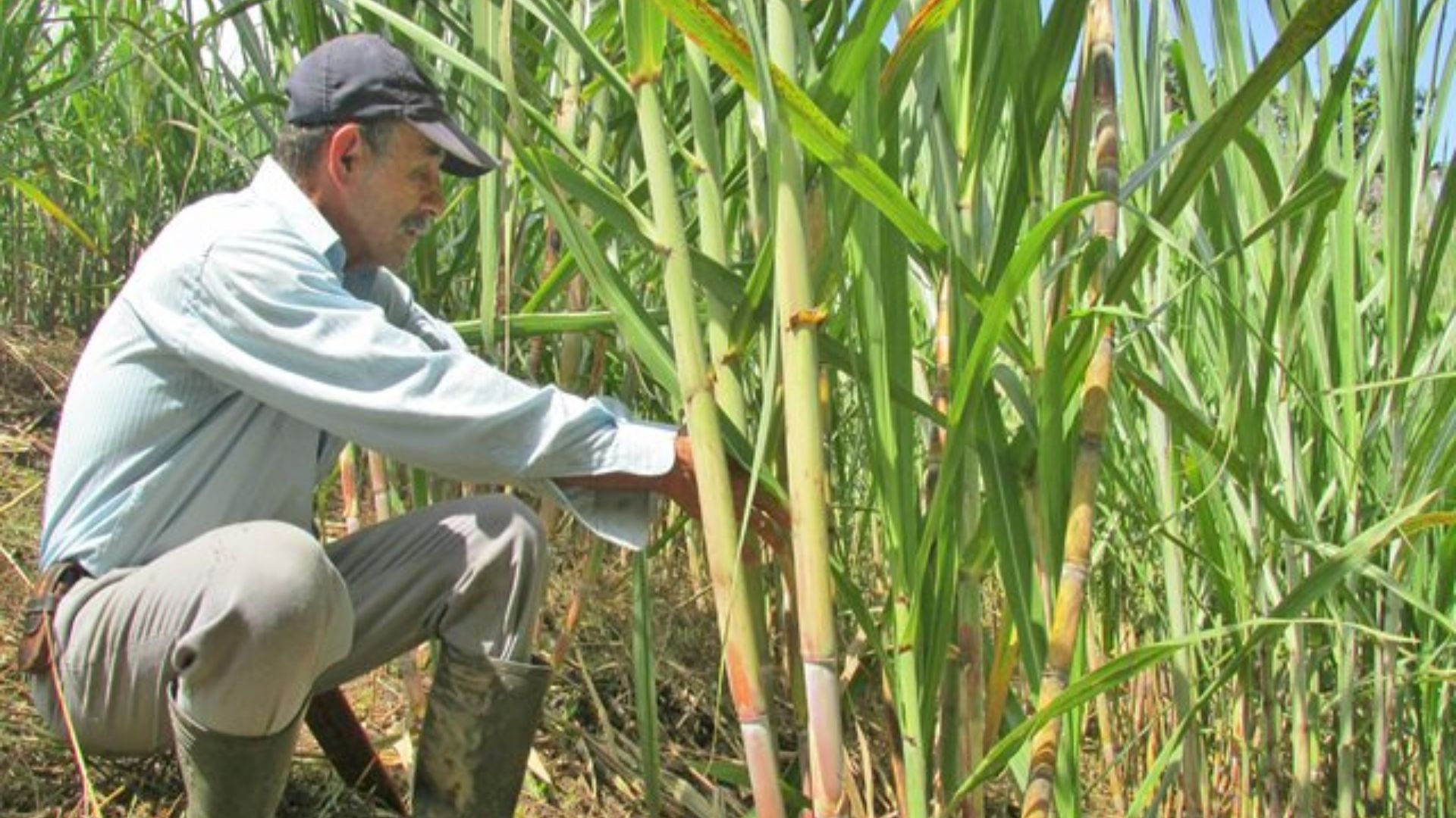 Llaman a ACP, Asocaña y Bioenergía a participar en el diálogo entre el gobierno y los trabajadores cañeros

 – Ojo critico