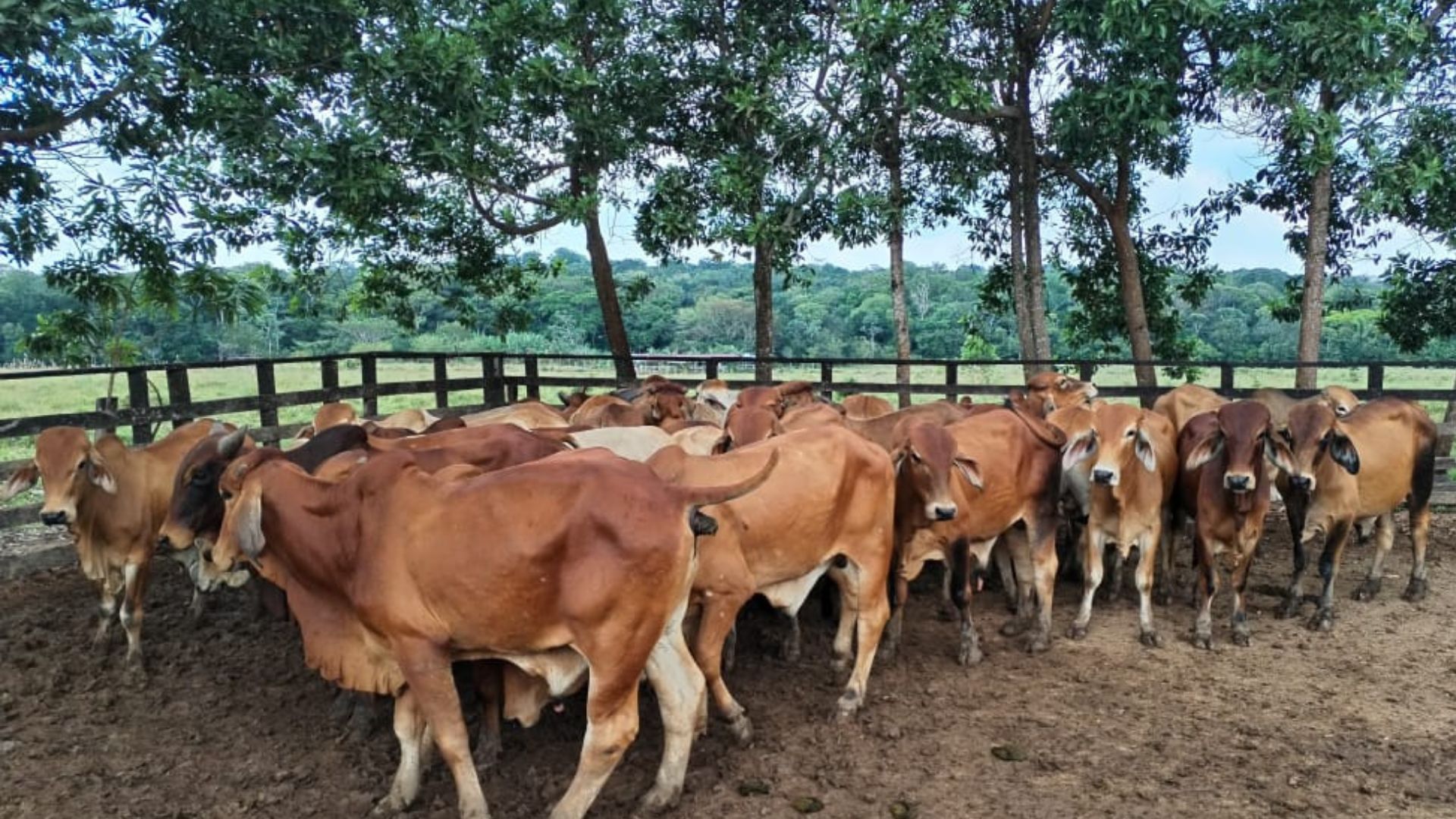 Las pérdidas del sector ganadero en Córdoba crecen hasta los 22.000 millones

 – Ojo critico