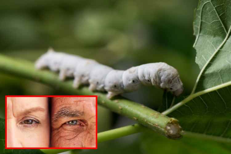 El gusano de seda abre la puerta al antienvejecimiento

 – Ojo critico