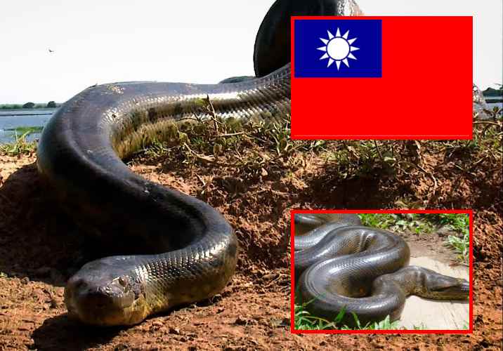Pitón gigante prehistórica encontrada en Taiwán

 – Ojo critico