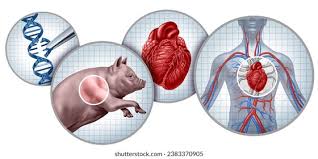 Órganos animales para humanos: la revolución silenciosa de los xenotrasplantes

 – Ojo critico