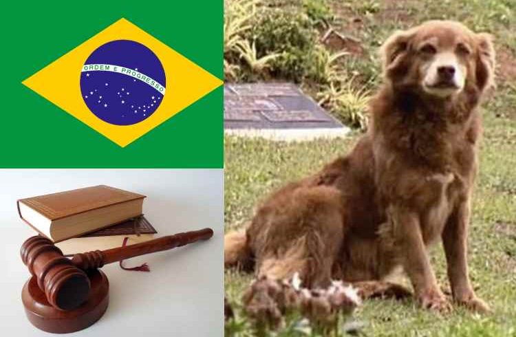 São Paulo aprueba ley para enterrar mascotas con sus dueños

 – Ojo critico