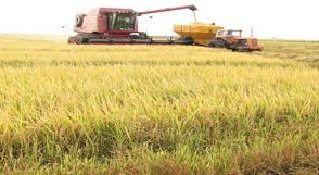 La primera cosecha de arroz de 2026 arranca en medio de una profunda crisis en el sector

 – Ojo critico