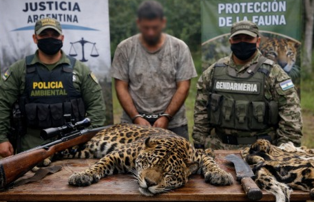 Justicia argentina condena a prisión y multas por matar a un jaguar

 – Ojo critico