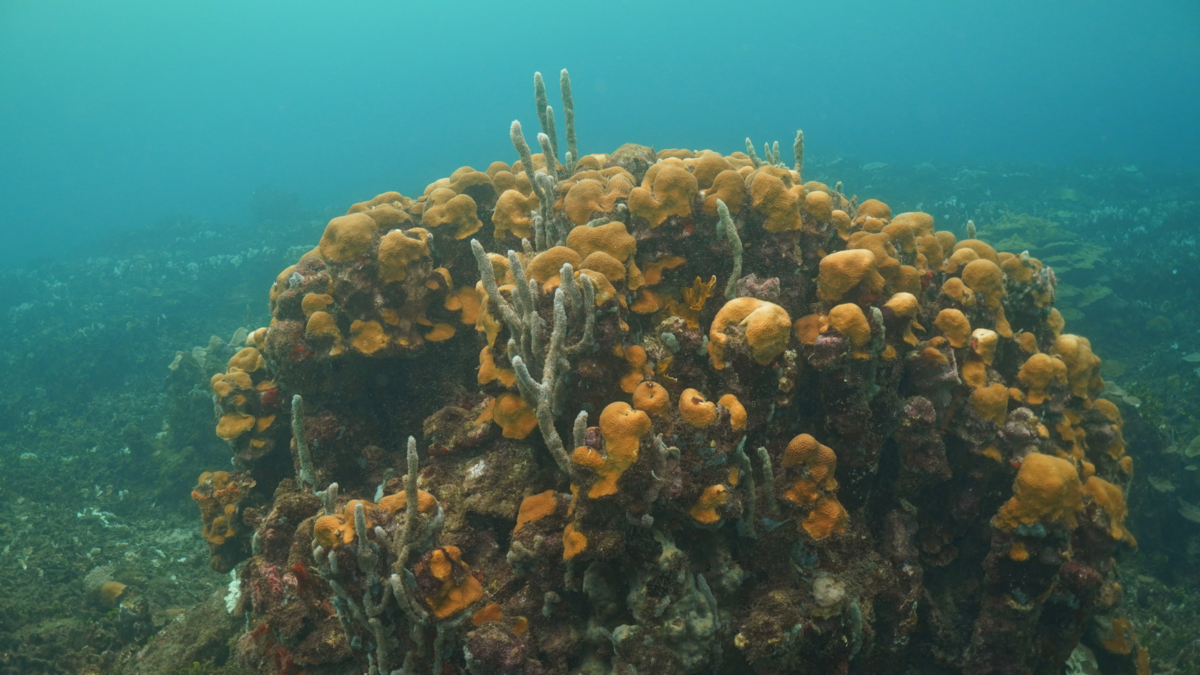 Los corales de Varadero en Cartagena siguen amenazados tras una década de intentos fallidos de incluirlos en un área protegida

 – Ojo critico