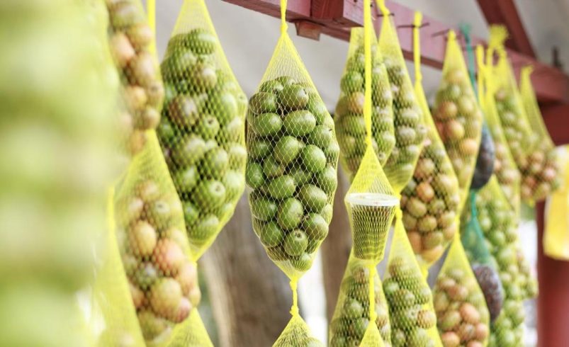 Comienza la 38° edición de la tradicional Fiesta de la Ciruela

 – Ojo critico