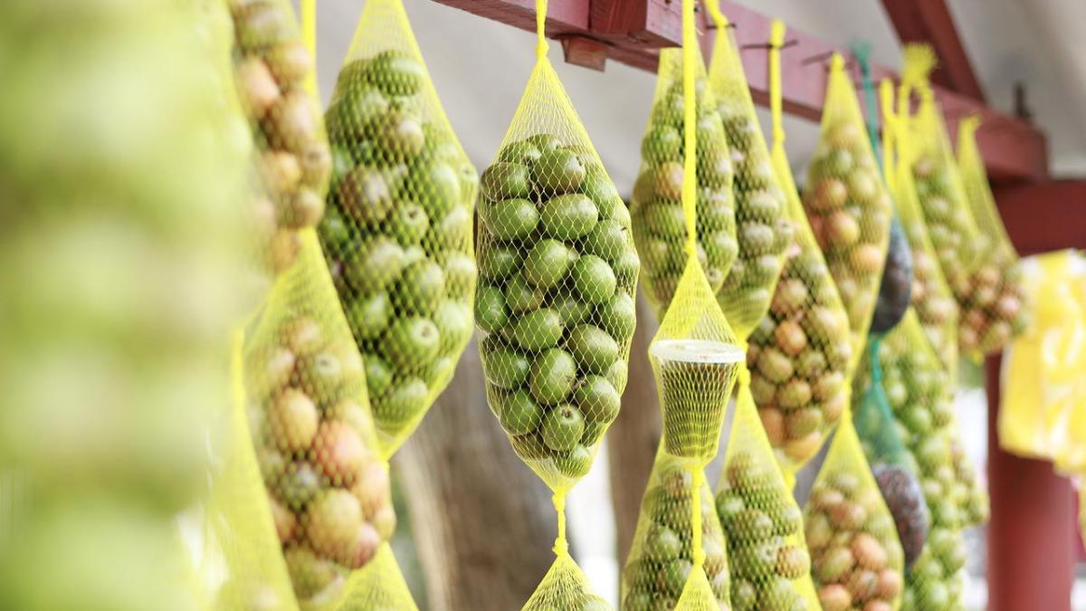 Comienza la 38° edición de la tradicional Fiesta de la Ciruela

 – Ojo critico