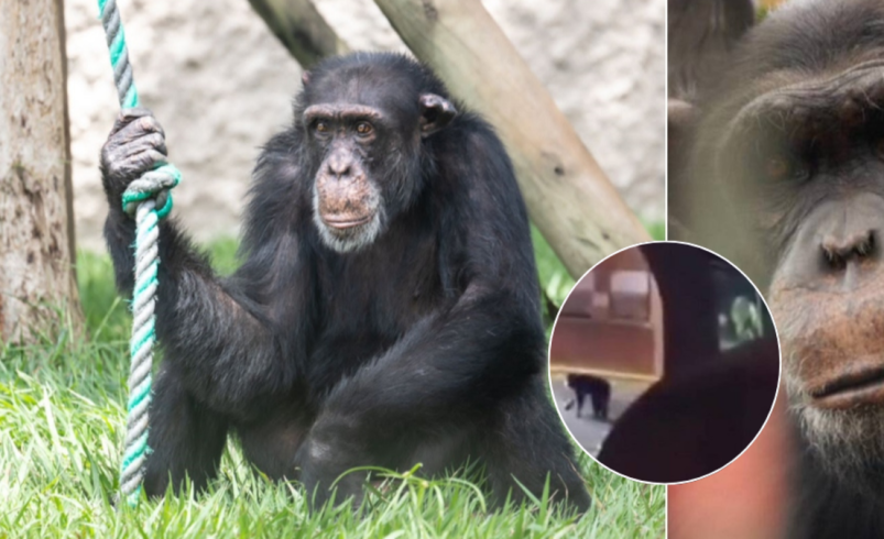 Denuncian que el chimpancé más famoso de Pereira vive en una «favela de monos» y que el traslado terminó en fracaso

 – Ojo critico