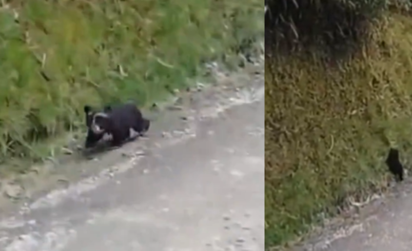 Un osito de anteojos fue captado desorientado en vía en Páramo de Puracé, entre Huila y Cauca

 – Ojo critico