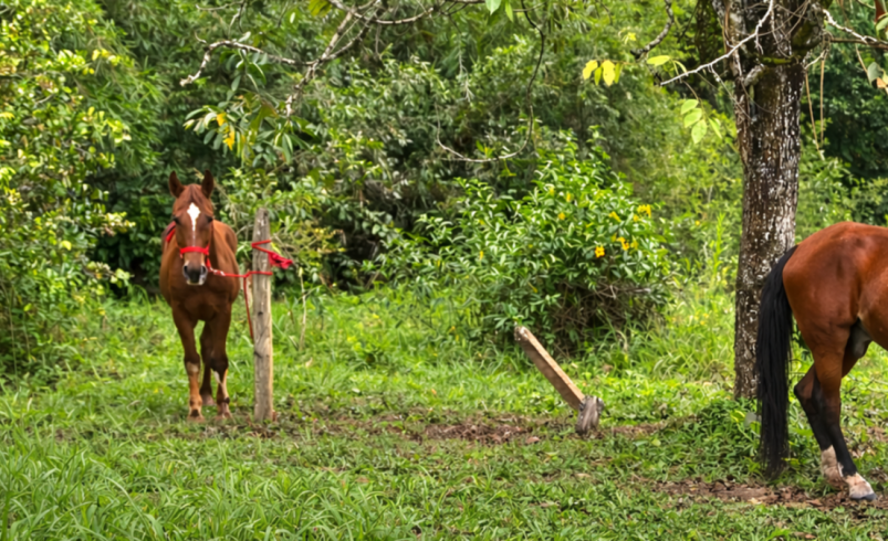 Dos caballos retirados de plataformas turísticas de Cartagena encuentran un nuevo hogar en el centro agrícola de la Universidad de Antioquia

 – Ojo critico