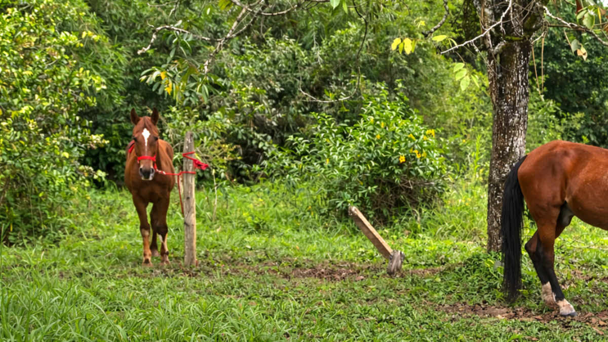 Dos caballos retirados de plataformas turísticas de Cartagena encuentran un nuevo hogar en el centro agrícola de la Universidad de Antioquia

 – Ojo critico