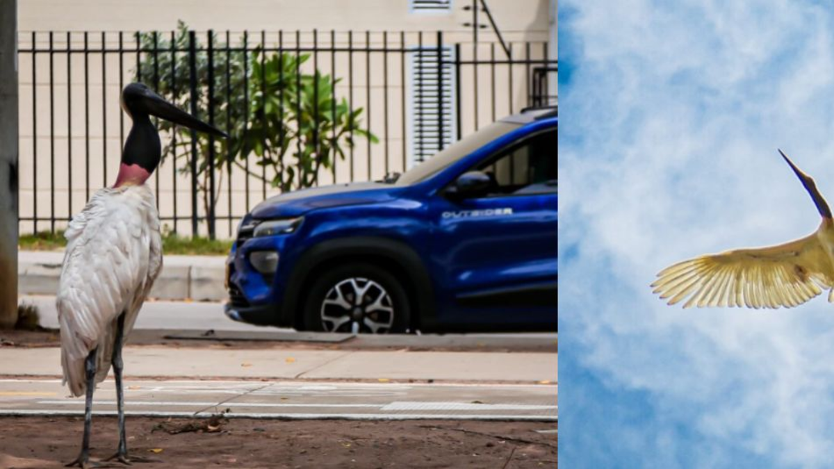 Autoridades rescataron una cigüeña en Atlántico y explicaron los motivos de su presencia en la zona de Barranquilla

 – Ojo critico