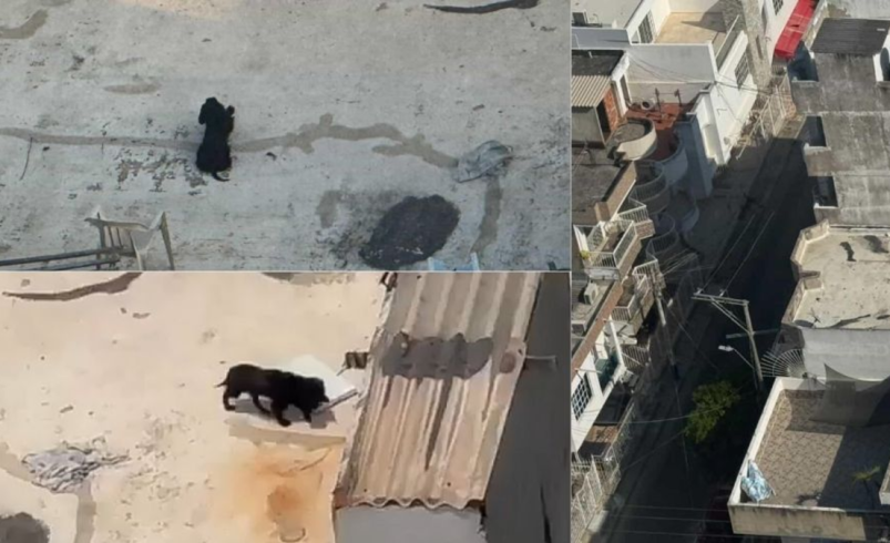 Los ciudadanos piden a las autoridades que intervengan.

 – Ojo critico