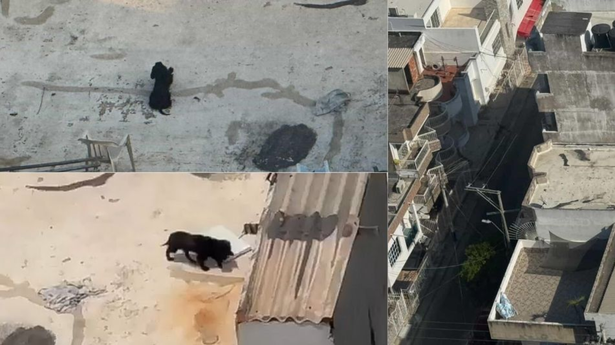 Los ciudadanos piden a las autoridades que intervengan.

 – Ojo critico