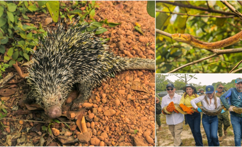 Morrocoyes, loros e iguanas regresaron a la selva tras ser rescatados del cautiverio y la violencia

 – Ojo critico