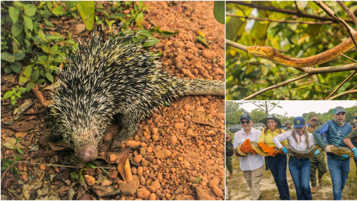 Morrocoyes, loros e iguanas regresaron a la selva tras ser rescatados del cautiverio y la violencia

 – Ojo critico