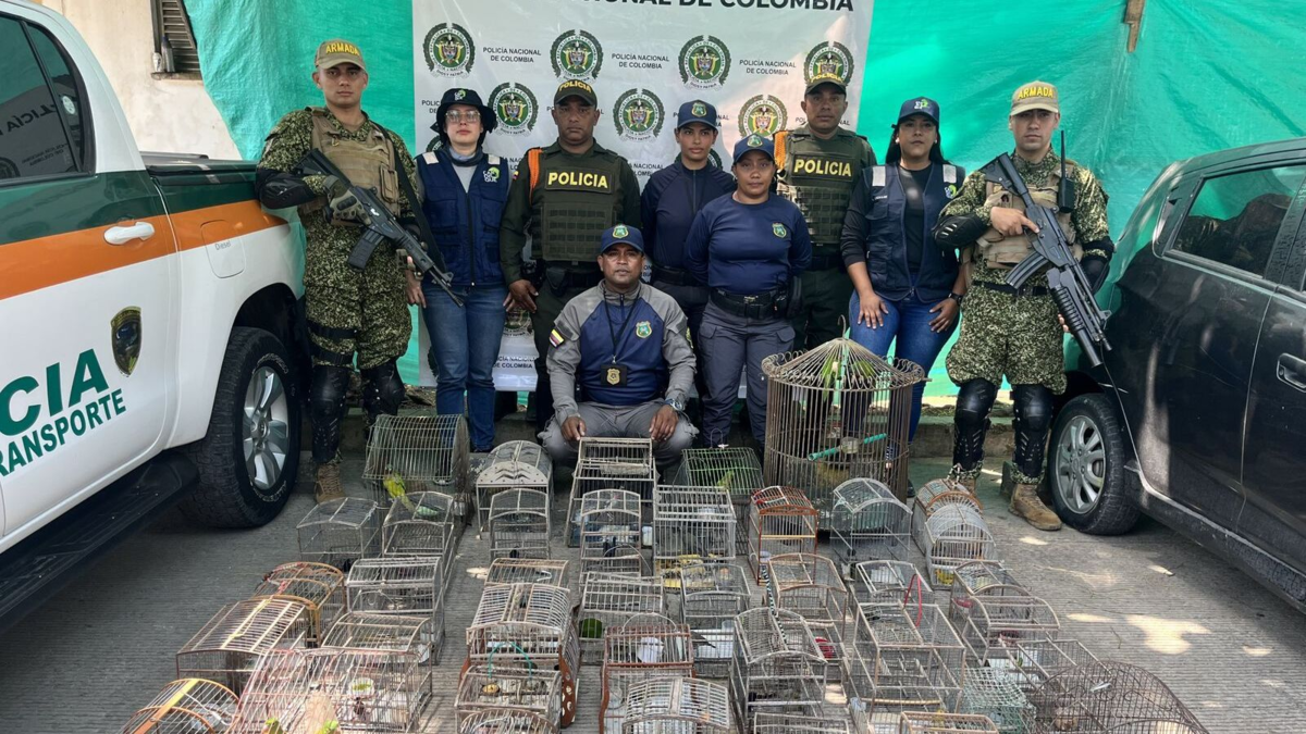 En Turbaco (Bolívar) fueron rescatadas 70 aves

 – Ojo critico