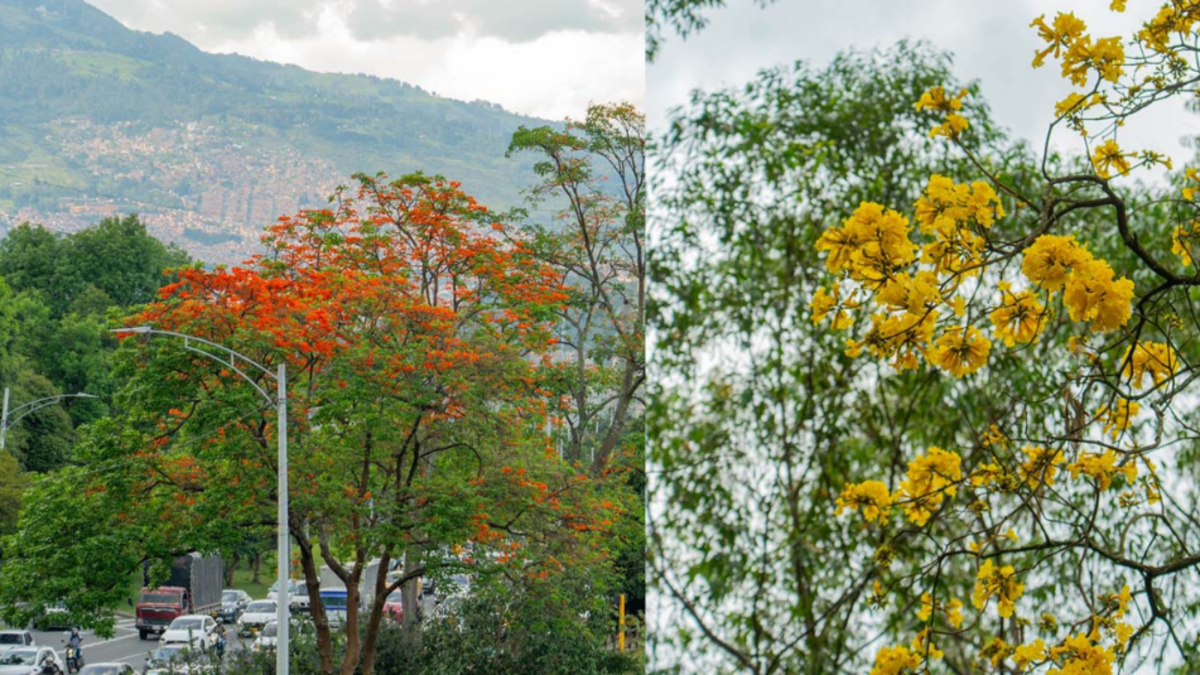 Medellín lanza aplicación para consultar y gestionar más de 490.000 árboles en el espacio urbano, incluso offline

 – Ojo critico